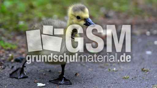 Kanadagansküken (2).jpg